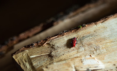 red bug, Cucujus cinnaberinus  alone on a brench of tree