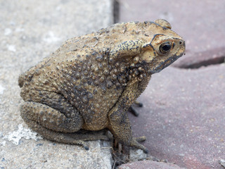 close-up Asian Toad (Duttaphrynus melanostictus)