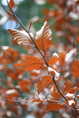 Branch of a beech tree
