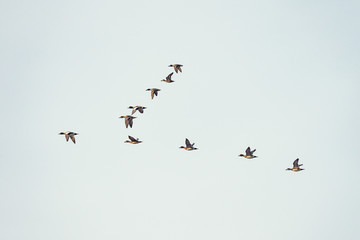 Flock of ducks flying in the sky.