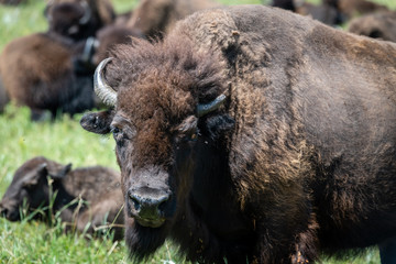 Fototapeta premium bisonte americano