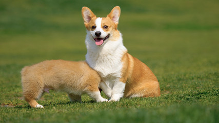 Naklejka na ściany i meble Happy and active purebred Welsh Corgi dogs playing in the grass field on a sunny summer day. 