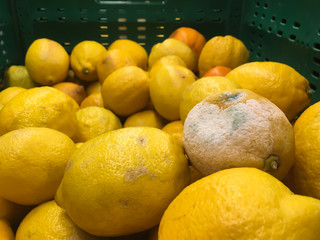 One rotten lemon with white and green mold lay among fresh lemons in green vegetable box at supermarket low angle view