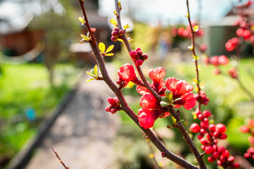 gardening, spring, flower