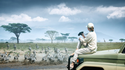 Woman tourist on safari in Africa, traveling by car in Kenya and Tanzania, watching zebras and antelopes in the savannah. - obrazy, fototapety, plakaty