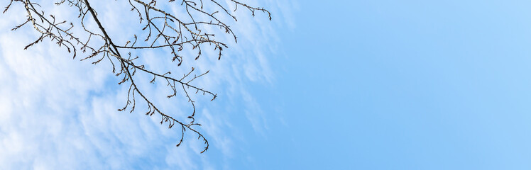 leafless tree branches against the blue sky