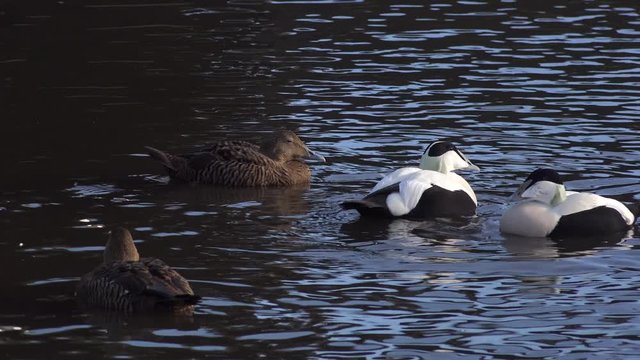 Eider duck bird swimming on the water UK 4K