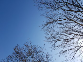 branches of tree against blue sky
