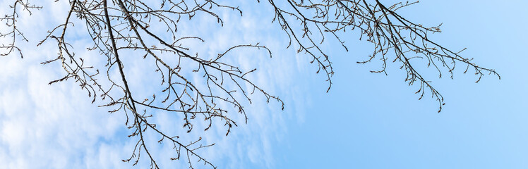 leafless tree branches against the blue sky