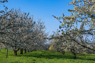 Blühende Kirschbäume in der Fränkischen Schweiz/Deutschland