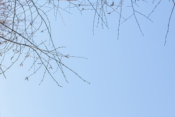 Obraz premium leafless tree branches against the blue sky