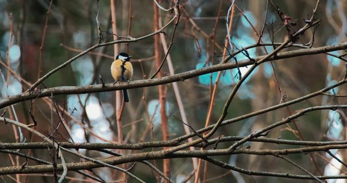 Beautiful great tit, parus major in wild nature. Tomtit in forest on tree branch. 4k slow motion 2 times