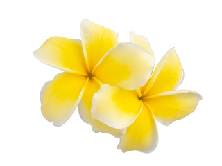 plumeria rubra flowers on white background. (clipping path)