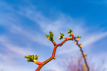 gardening, spring, flower