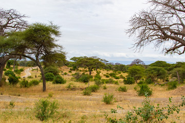 Obraz premium Landscape of the savanna of Tarangire National Park, in Tanzania, with yellow grass and acacias