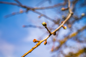 gardening, spring, flower