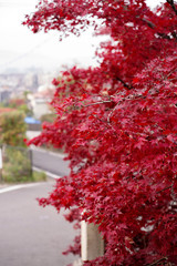 日本の秋・紅葉するイロハモミジ
