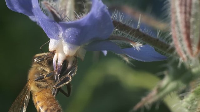 Bee sucks nectar and collects blue flower pollen. A beautiful blue mallow flower attracts bees. Slow motion macro video.