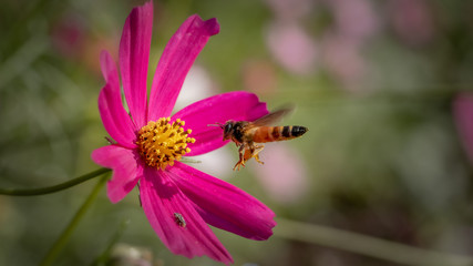 bee or honeybee approaching a pink daisy flower collecting nectar