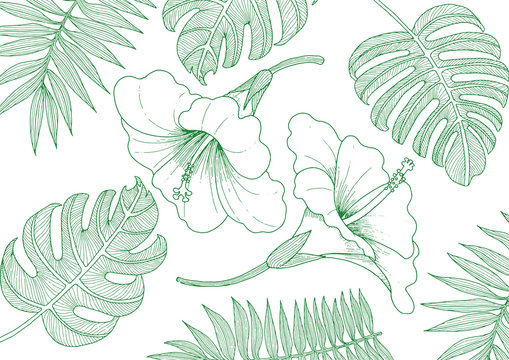Hibiscus and plant line drawing illustration