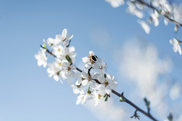 apple flowers in small clusters on a apple tree branch, fading in to white. 