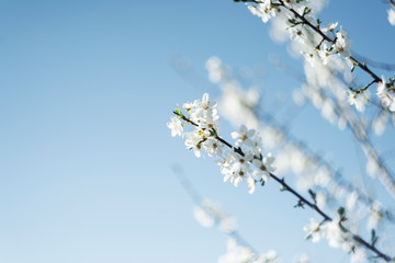 apple flowers in small clusters on a apple tree branch, fading in to white. 