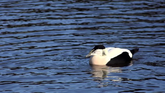Eider duck bird swimming on the water UK 4K