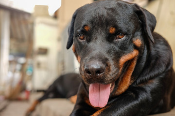 Fototapeta premium adorable female rottweiler dog