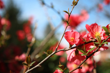  La primavera è arrivata! Arbusto con fiori di pesco appena sbocciati, primo piano