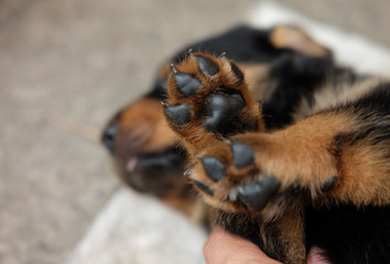 small leg of rottweiler puppy dog