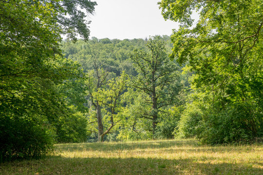 Forest clearing with oak trees and meadow in front of forested hills