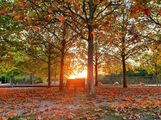 Sonnenschein im Herbst im Park