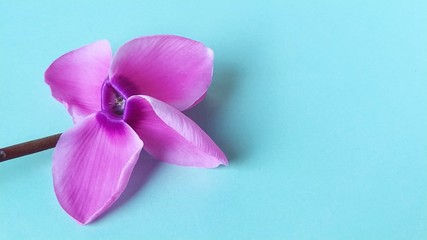 Pink cyclamen flower on a blue background. A tender plant is ripped off. Greeting card or congratulation on March 8 or mothers day. © Julija