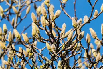 Magnolienknospen vor Himmel