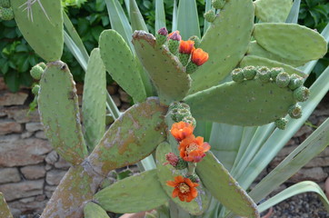 Cactus blooming flowers.