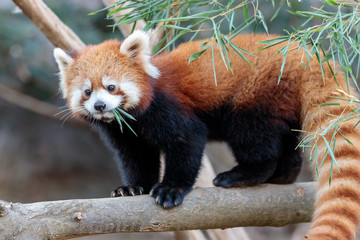 Fototapeta premium レッサーパンダ