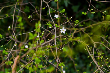 Trees blooming in the garden. Little white flowers on the trees. Spring. Selektivnyy fokus, boke