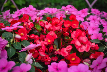 pink flowers in the garden