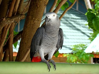 Obraz premium An African grey Congo parrot at the tropical Maldives. Grey parrots are particularly noted for their advanced cognitive abilities and their ability to talk. Many learn to speak in their first year.