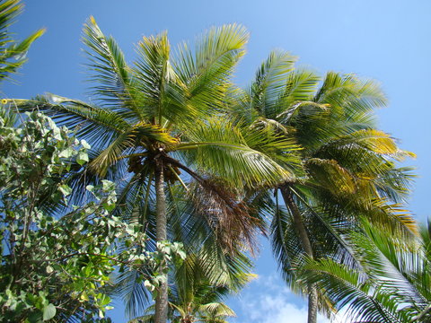 The National Tree of the Republic of Maldives is the "Dhivehi Ruh" (Coconut Palm). The main occupation of the islanders is cultivating coconut and other tropical produce that can be sold in Malé.