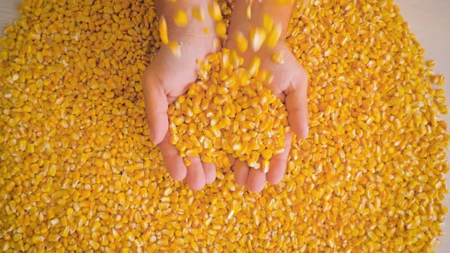 Dry corn grains are poured into the hands of the farmer directly from the field after harvest, close-up.