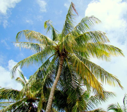 The National Tree of the Republic of Maldives is the "Dhivehi Ruh" (Coconut Palm). The main occupation of the islanders is cultivating coconut and other tropical produce that can be sold in Malé.