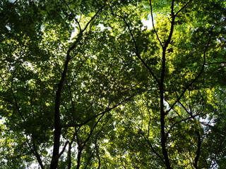 tree with green leaves