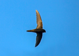 Flying swift. Common Swift (Apus apus).