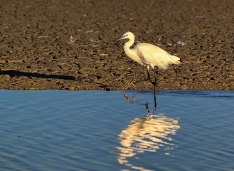 Little egret, Egretta garzetta, walking slowly next to the water, Camargue, France