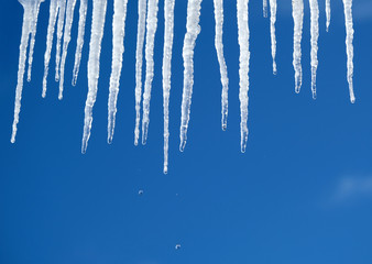 Spring drops falls down from long crystal melting icicles hanging down before clear blue sky on bright sunny thaw day vertical view close up