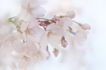 Fototapeta premium 桜の花（ソメイヨシノ）