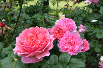 ピンクのバラのアップ