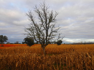 Obraz premium Árbol en mitad de un maizal en otoño