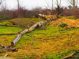 Arboles caídos después de la tormenta